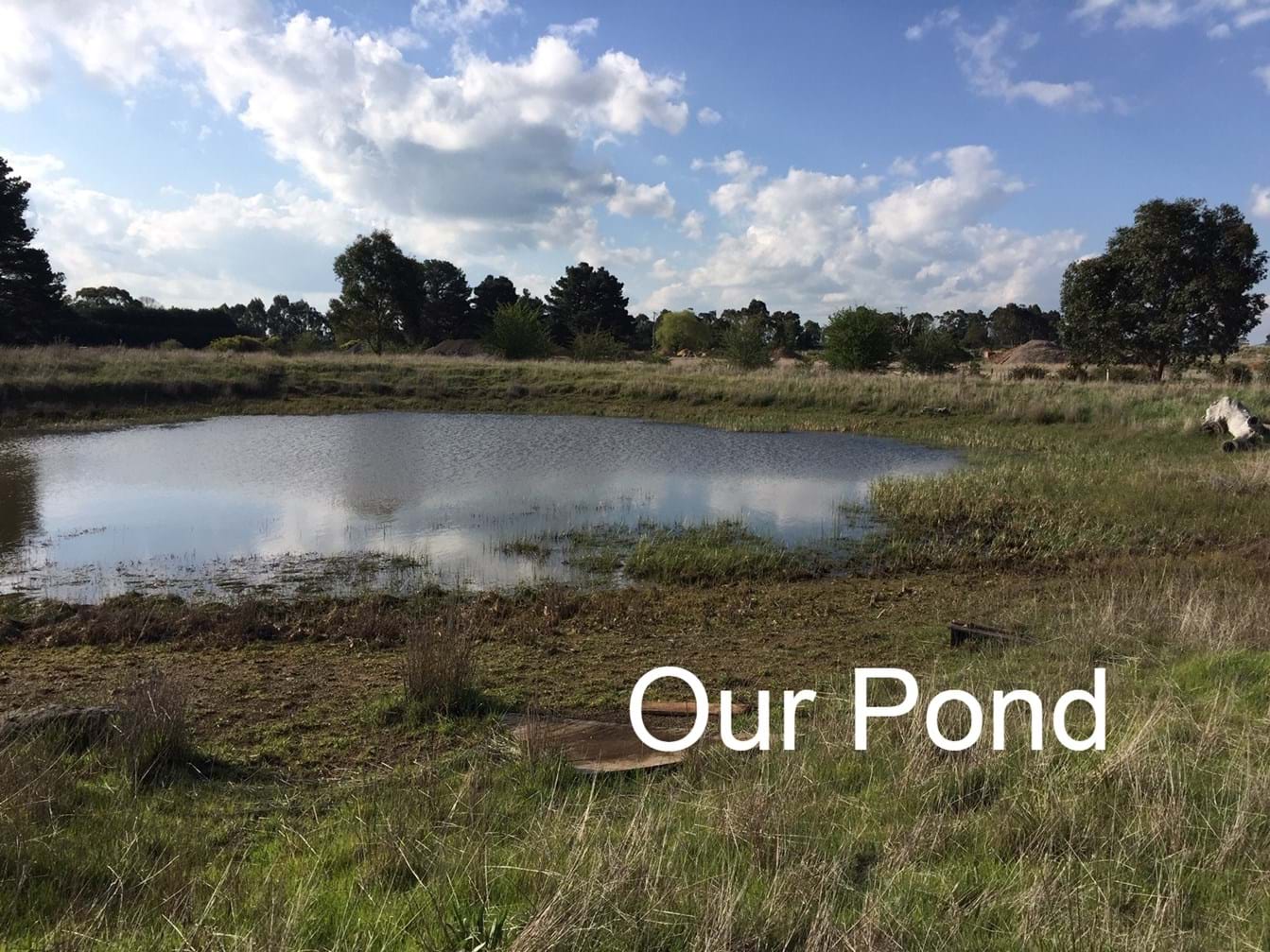 Pond on Macgregor's Farm
