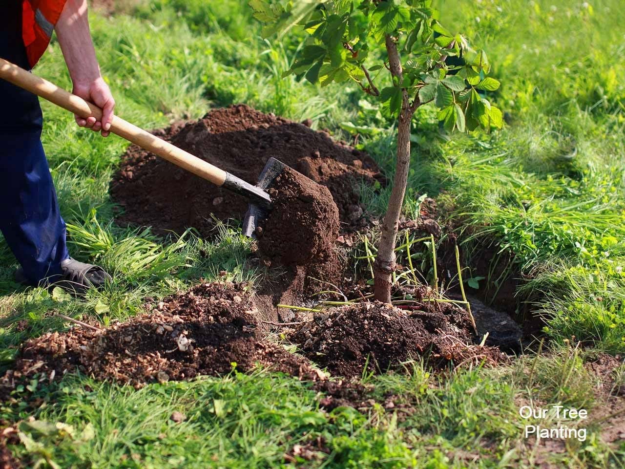 First tree planted on Macgregor's Farm